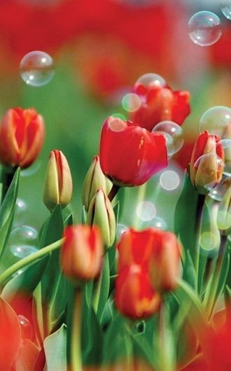 Тюльпаны вертикальные