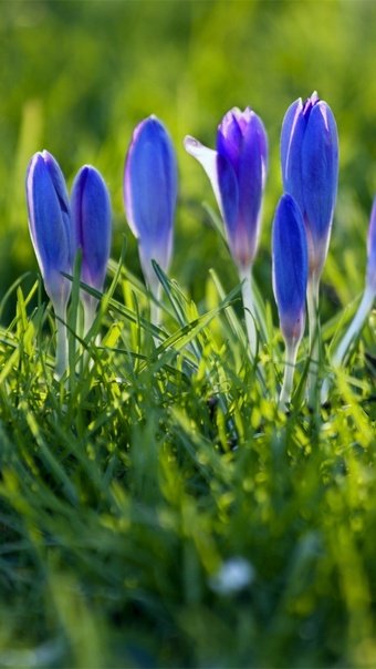 Весна крокусы