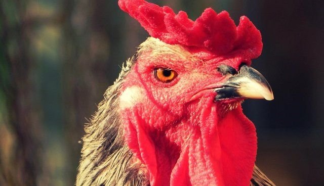 Петух фото