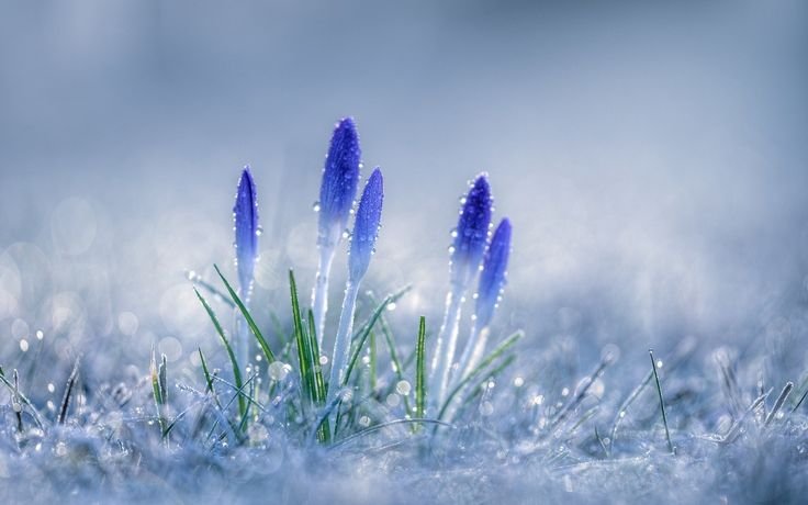 Весенняя природа