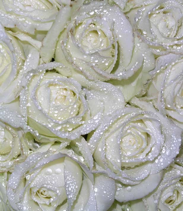 Роза на белом фоне