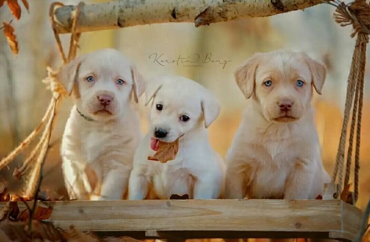 Лабрадор ретривер