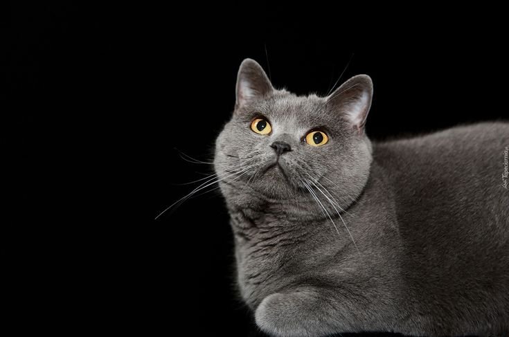 Британская короткошёрстная кошка