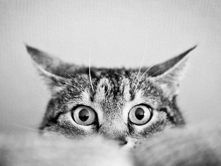 Обои на рабочий стол кошки