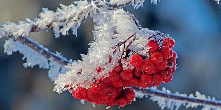 Ветка рябины в снегу