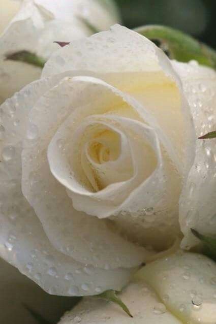 Красивые белые розы