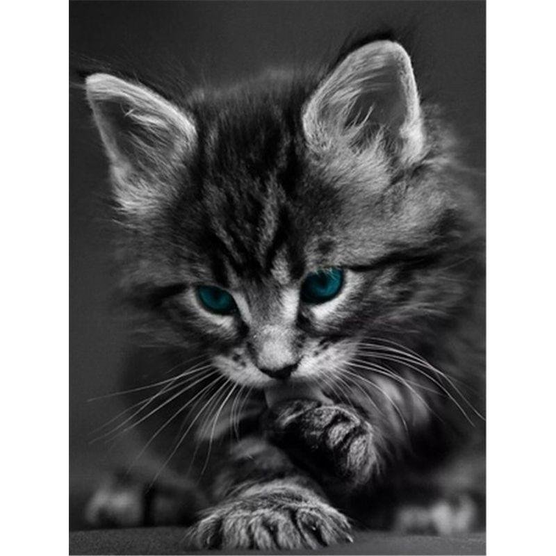 Красивые кошки