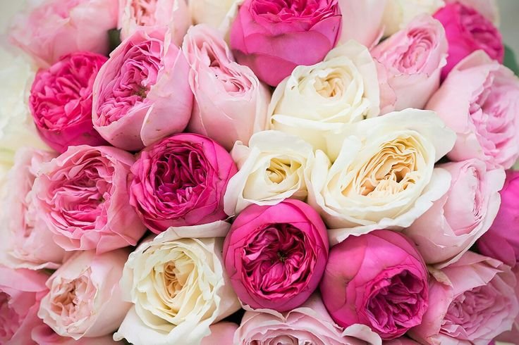 Пионовидная роза