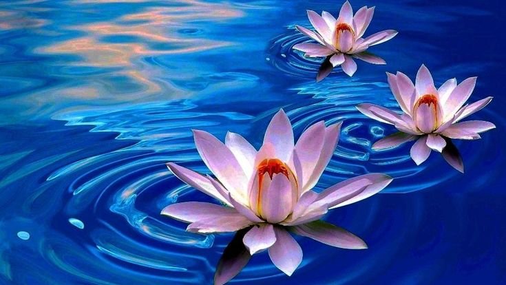 Лилии кувшинки Лотосы