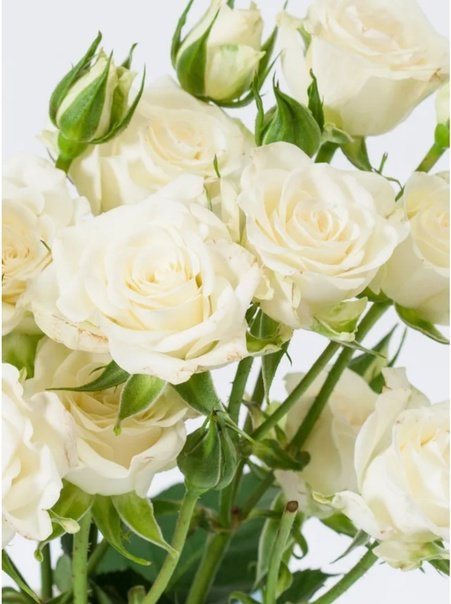 Кустовая роза София бежевая