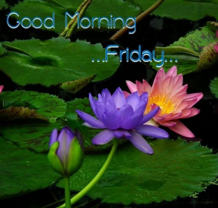 Лилия нимфея