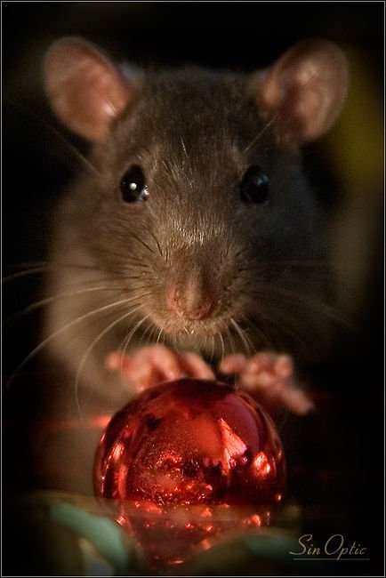 Красивая мышка