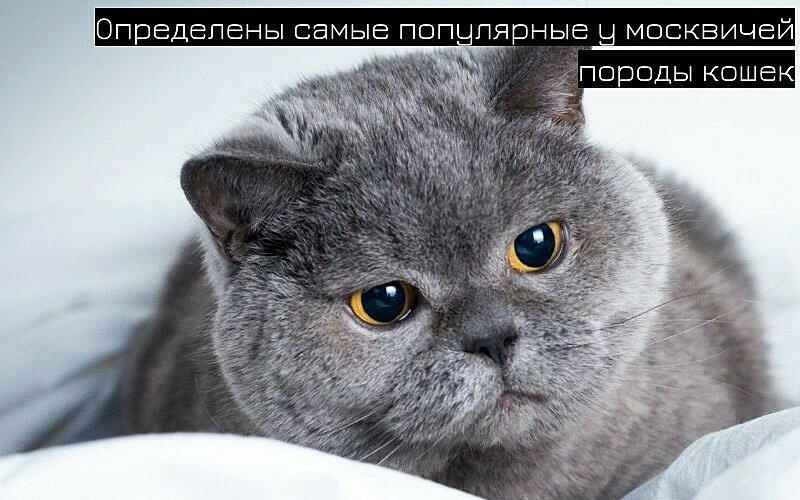 Британская короткошёрстная кошка голубая