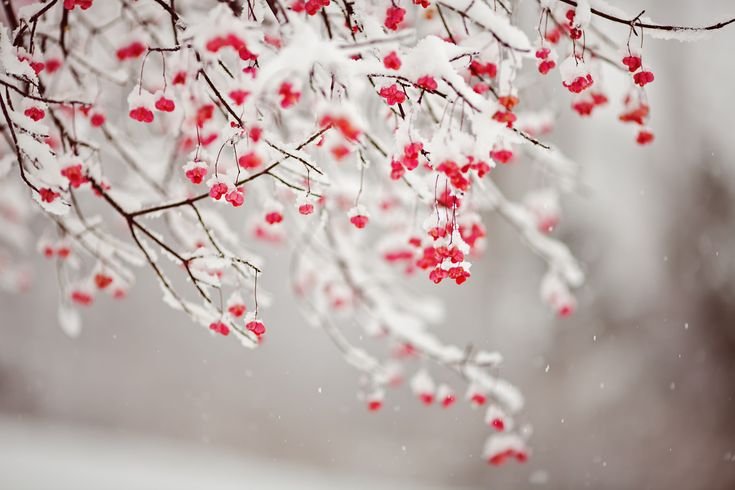 Зимние цветы