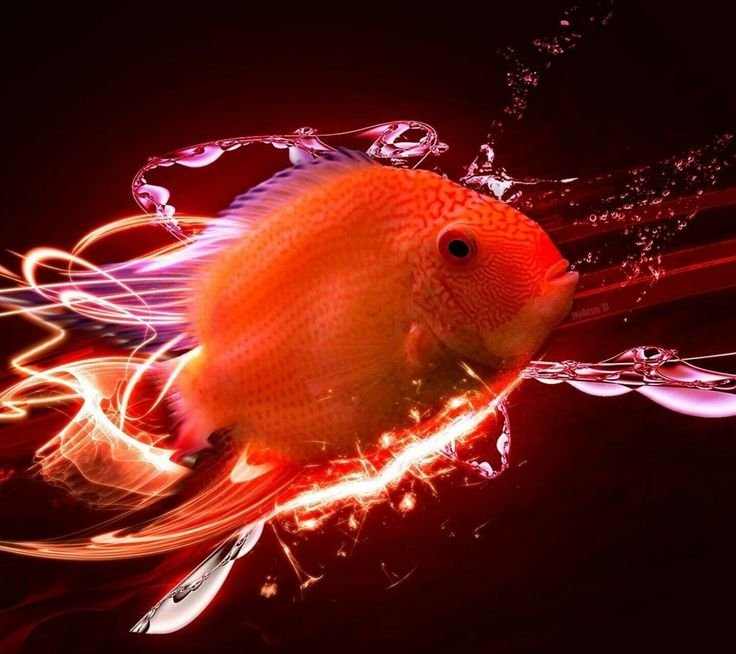 Красивые рыбы