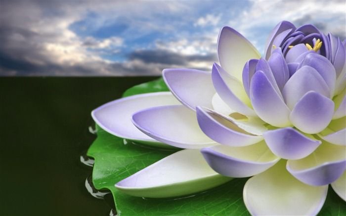 Кувшинки лотоса Геншин