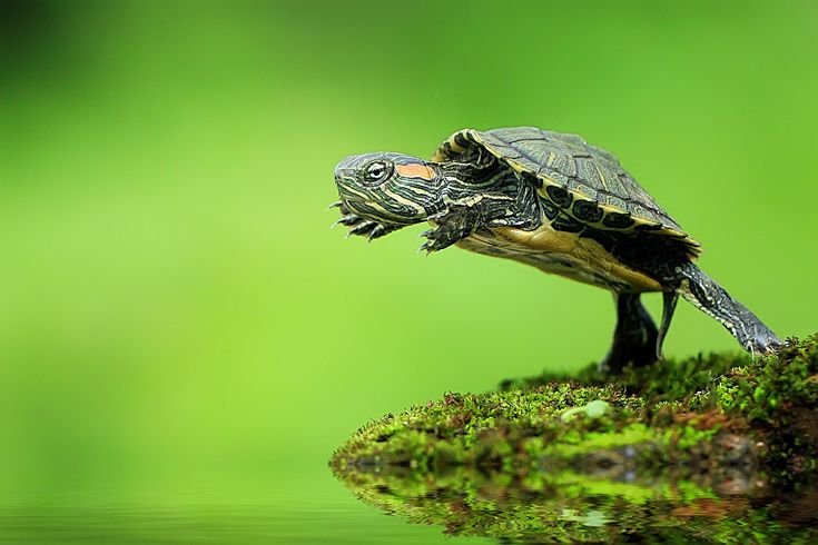 Красноухая черепаха земноводная