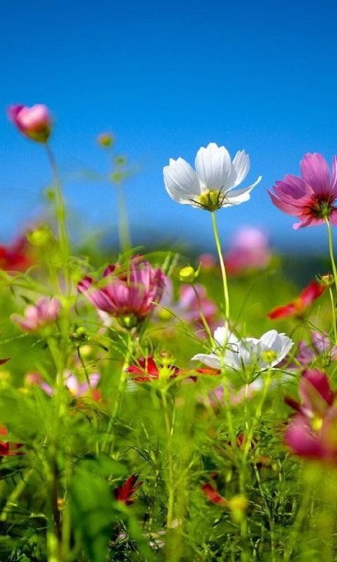 Летние полевые цветы