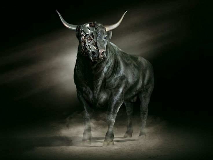 Самый красивый бык