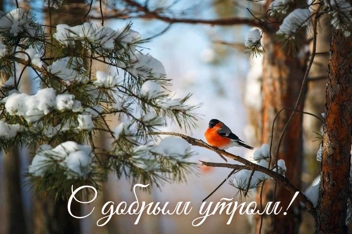 Снегирь в тайге