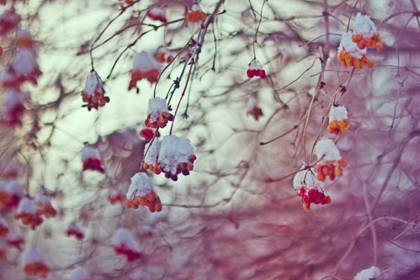 Зимние цветы