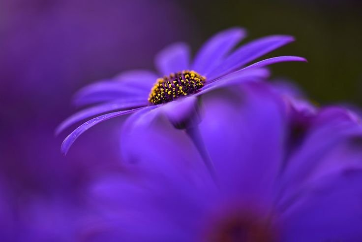 Фиолетовый цвет