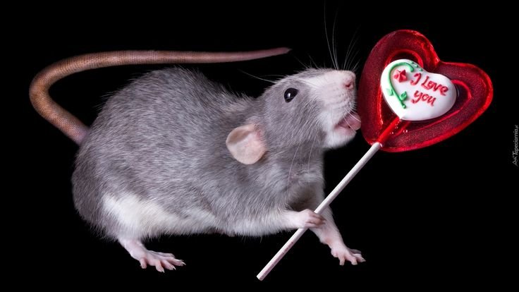 Крыса с сердечком