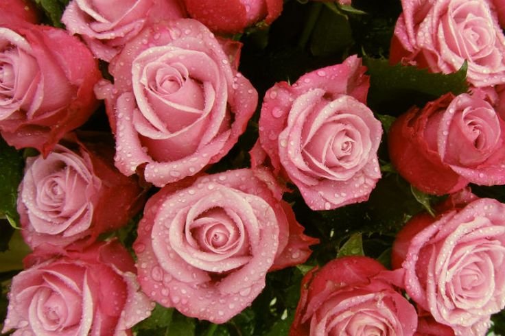 Роза Пинк Файер