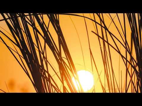 Травинка на закате