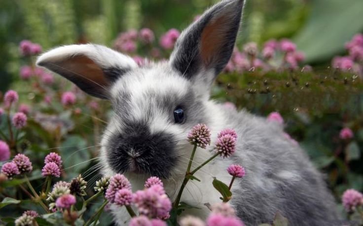 Весенний кролик