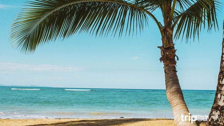 Красивые пальмы