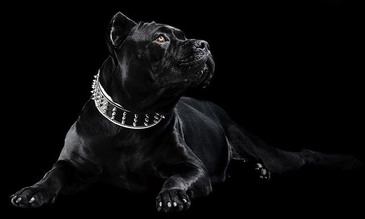 Бойцовская собака Кане Корсо