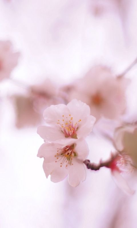 Фон цветочный нежный