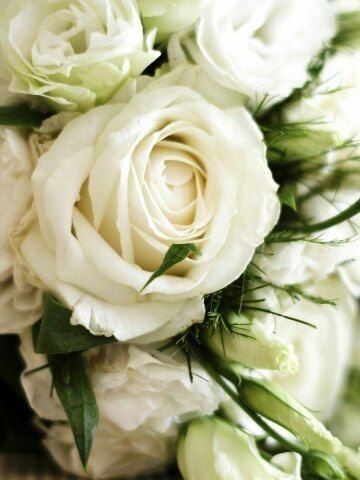 Роза Вайт Грин