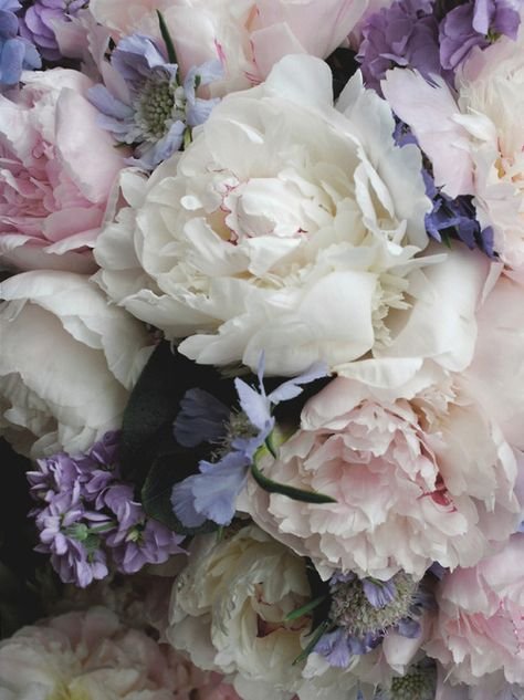 Пионы разноцветные