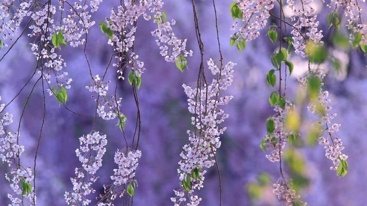 Весенние цветы