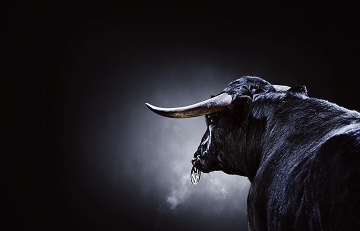 Красивый бык