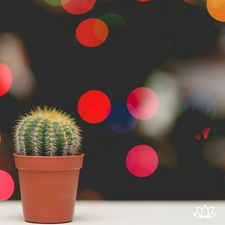 Кактус в горшке