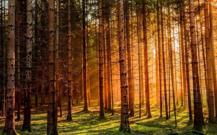 Солнечный Сосновый Бор