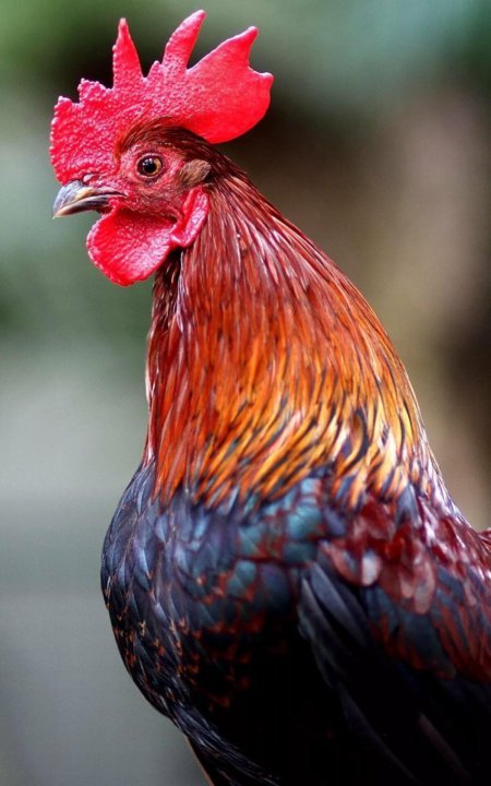 Петух (птица)