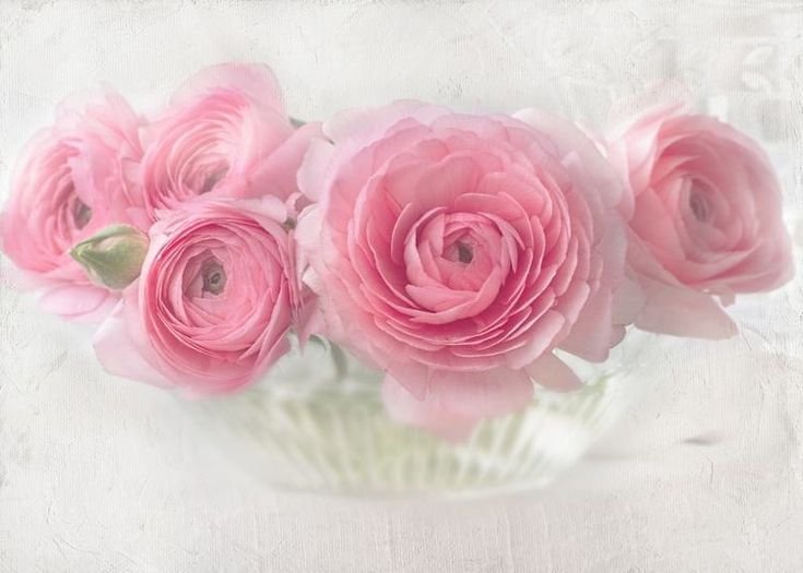 Ранункулюс нежно розовый