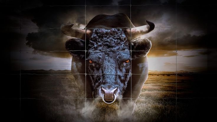 Красивый бык