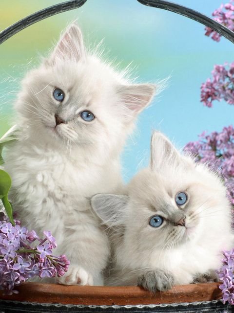 Красивые кошечки