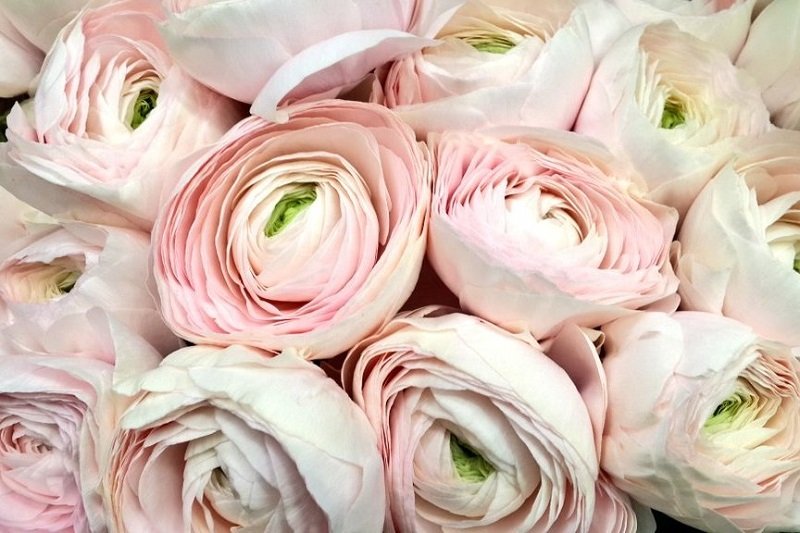 Ранункулус Клуни Ханой