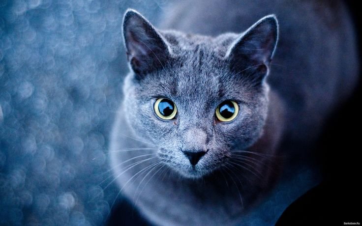 Красивая голубая кошка