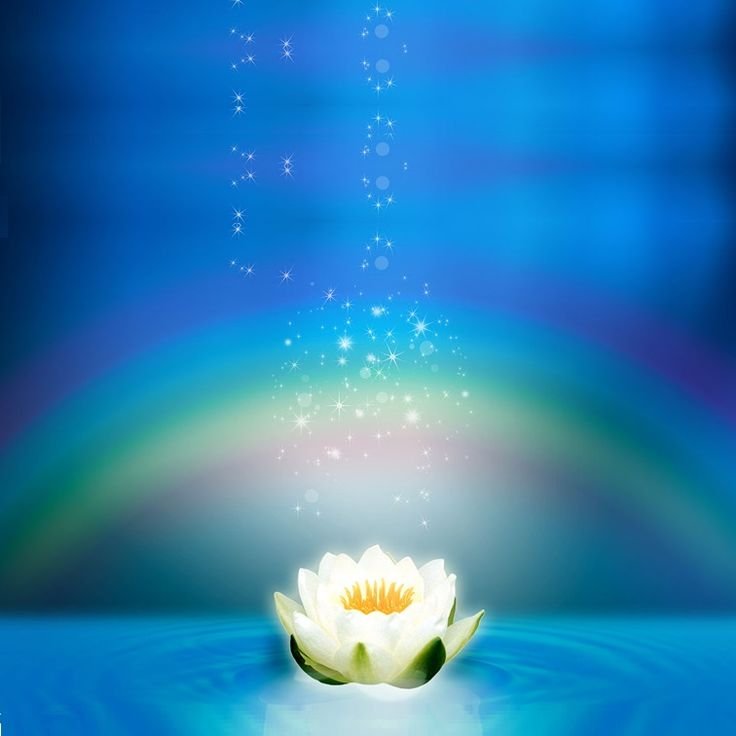 Тысячелепестковый белый Лотос