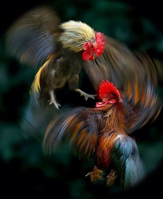 Джунглевый петух