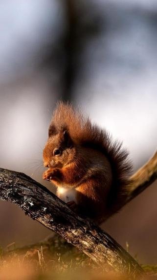 Белка в высоком качестве