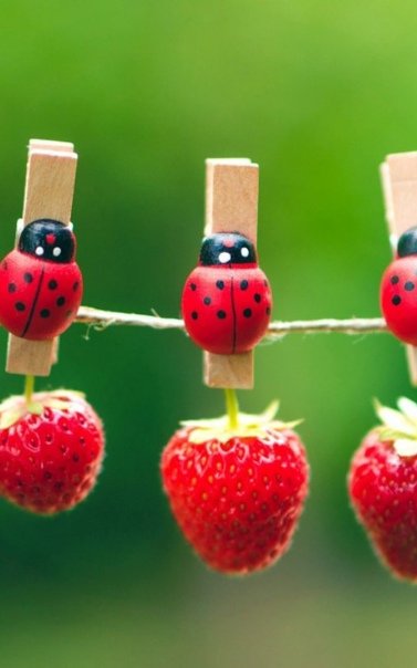 Заставка на телефон лето