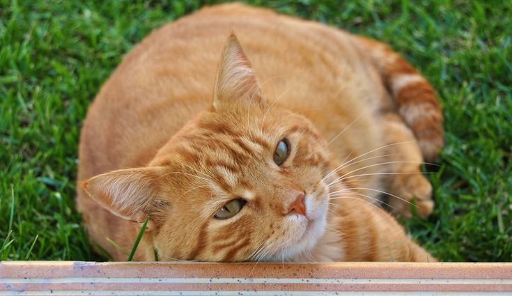 Большой рыжий кот